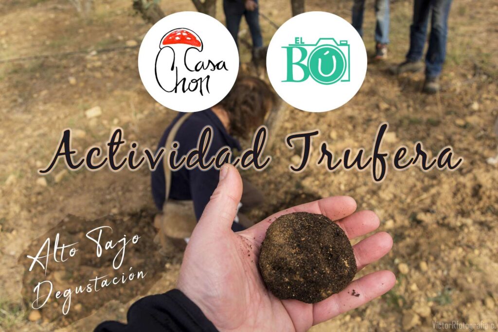 recolectar trufas